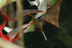 Phaethornis syrmatophorus