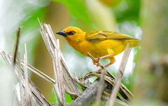 Ploceus aurantius