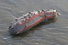 Australostichopus mollis