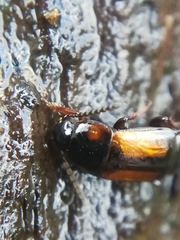 Tachinus subterraneus