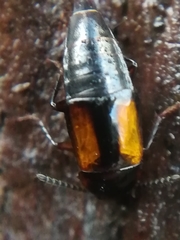 Tachinus subterraneus