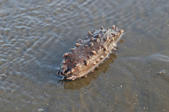 Australostichopus mollis