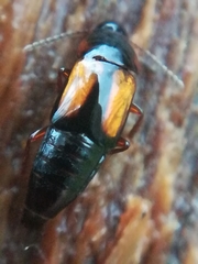 Tachinus subterraneus