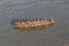 Australostichopus mollis