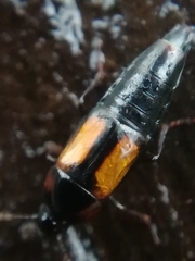 Tachinus subterraneus