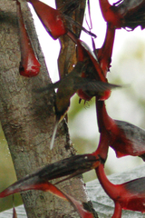 Phaethornis syrmatophorus