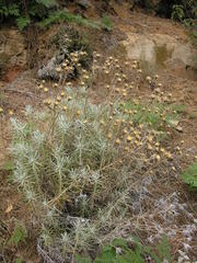 Carlina xeranthemoides