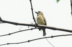 Pogoniulus scolopaceus