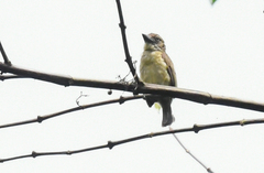 Pogoniulus scolopaceus