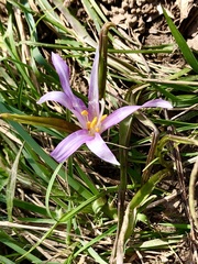 Colchicum bulbocodium