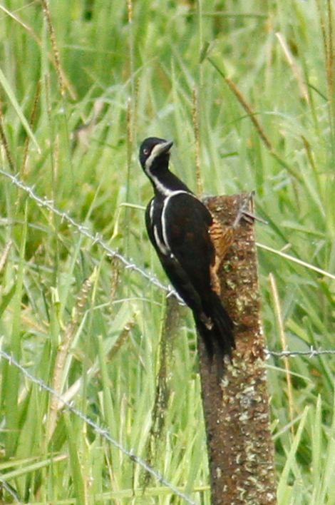 Powerful Woodpecker illustration
