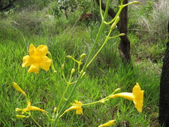 Adenocalymma campicola