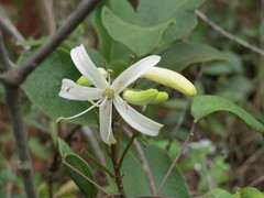 Spiranthera odoratissima