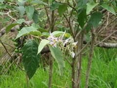 Solanum paniculatum