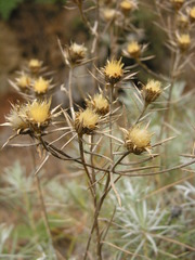 Carlina xeranthemoides