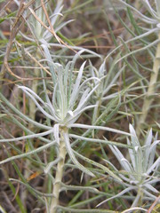 Carlina xeranthemoides