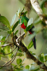 Pharomachrus auriceps