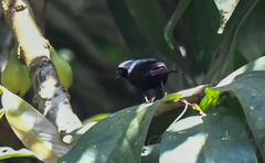 Nigrita canicapillus