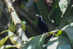 Nigrita canicapillus