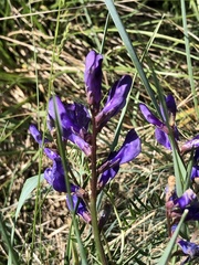 Vicia onobrychioides