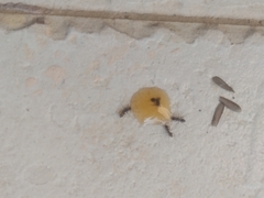 Formicidae