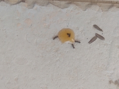 Formicidae
