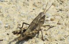 Arcyptera coreana