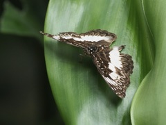 Euptera kinugnana