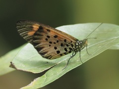 Acraea pharsalus