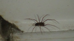 Scytodes