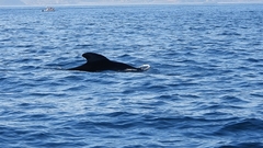 Globicephala