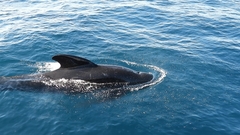 Globicephala