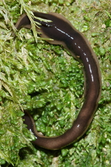 Arthurdendyus australis