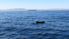 Globicephala