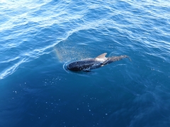 Globicephala