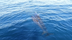 Globicephala