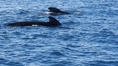 Globicephala