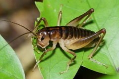 Hemiandrus pallitarsis