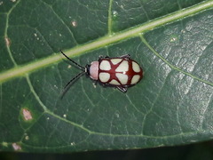 Omophoita magniguttis