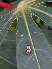 Omophoita magniguttis