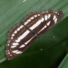 Neptis hylas luculenta