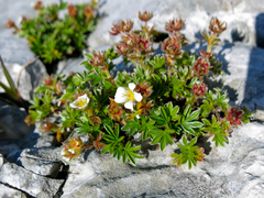 Potentilla clusiana