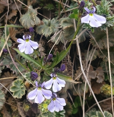 Lobelia tenera