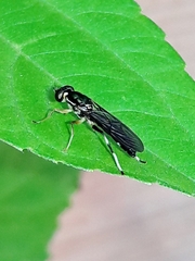 Merosargus