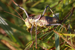 Acanthoplus