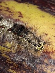 Euglyphis submarginalis