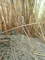 Ozothamnus leptophyllus