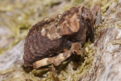 Ectopsis ferrugalis