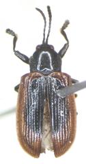 Prosopodonta dorsata