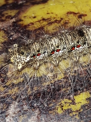 Euglyphis submarginalis